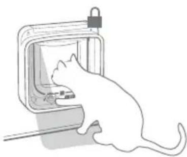 Sure Petcare SureFlap Connect Microchip XL - Voor katten die alleen binnen verblijven - 1