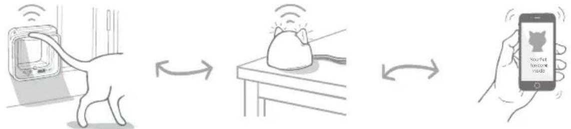Sure Petcare SureFlap Connect Microchip XL - Für Wohnungskatzen - 2