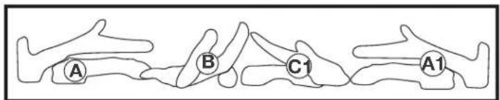 A B C1 A1