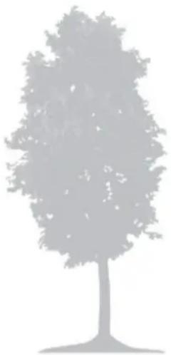 Texas TMX600 - Trees - 1