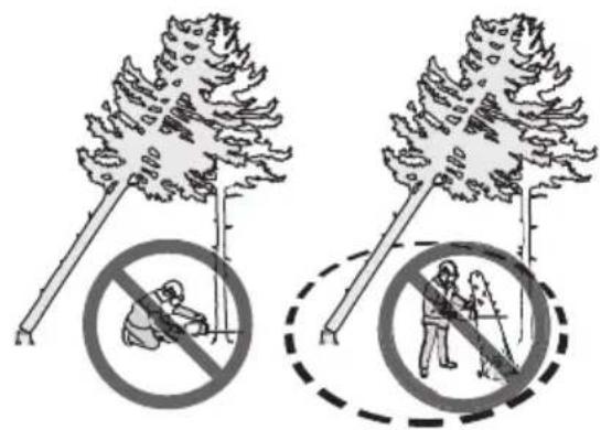 HUSQVARNA 562 XP G Mark II - Dégagement d'un arbre bloqué - 2