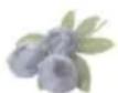 HAIER HFR79F19DFGB - Función Fruit&amp;Veg.: - 1
