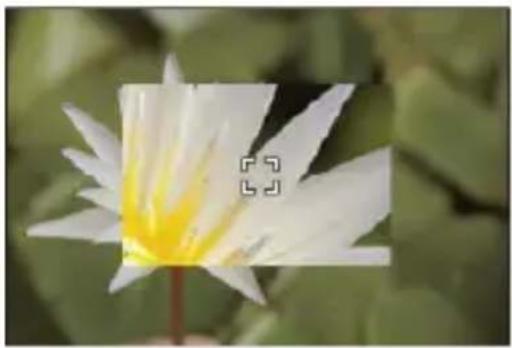PANASONIC Lumix DC-S9 - [Agrandiss. de la zone AF] - 3