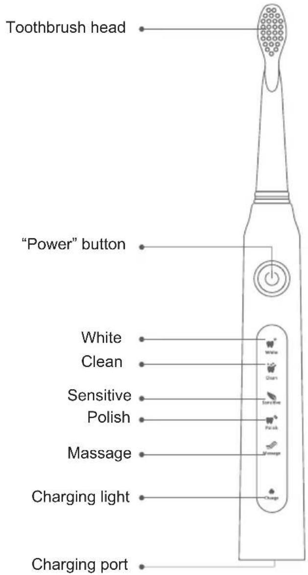 Sogo SS-12340 - Features of the Toothbrush - 1