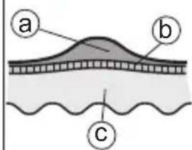 a b c