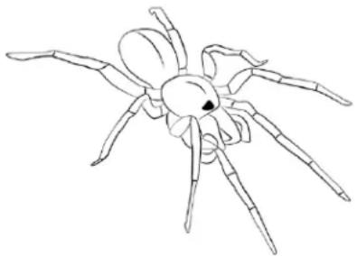 Crown Verity PZ36-TT - Attention!-danger naturel-araignées - 1