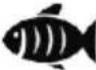 SEVERIN FR 2463 - Tip! - 3