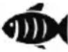 SEVERIN FR 2463 - Tip! - 3