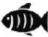 SEVERIN FR 2463 - Consiglio utile: - 3