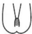 BRAUN Skin-i.expert Pro PL7147 - Hoe de schaamstreek moet worden behandeld (alleen vrouwen) - 2