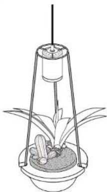 Line drawing of a plant setup with a vertical support structure and leafy plants (no text or symbols)