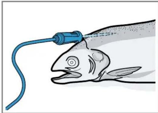 GAGGENAU GO251100 - Insérer la sonde thermométrique dans du poisson - 1
