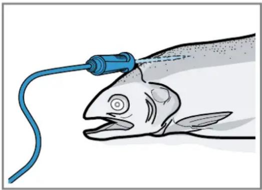 GAGGENAU GS270130 - Insérer la sonde thermométrique dans du poisson - 1