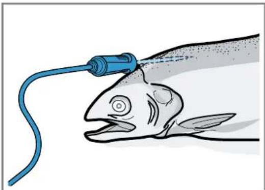 GAGGENAU GM250130 - Insérer la sonde thermométrique dans du poisson - 1