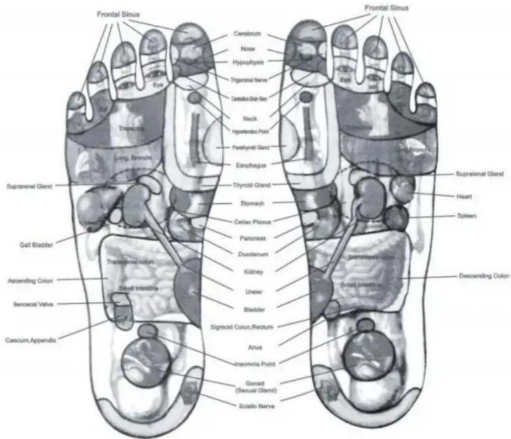 Vevor AST-300D - Diagram über fötternas reflexiva zoner - 1