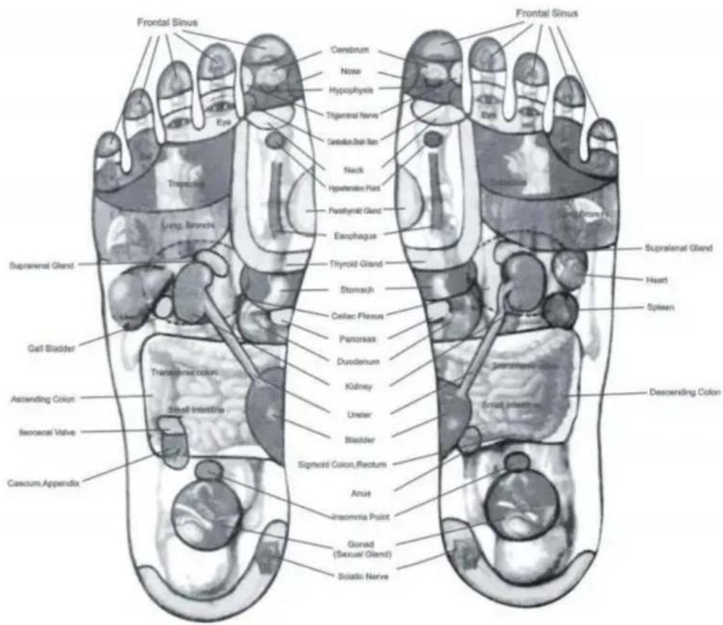 Vevor AST-300D - Schema delle zone riflesse dei piedi - 1