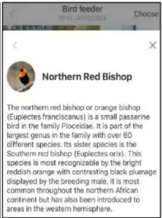 Vevor FB-A04 - HOW TO DO BIRD AI RECOGNITION - 5