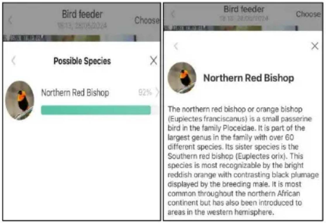 Vevor FB-A04 - HOW TO DO BIRD AI RECOGNITION - 3