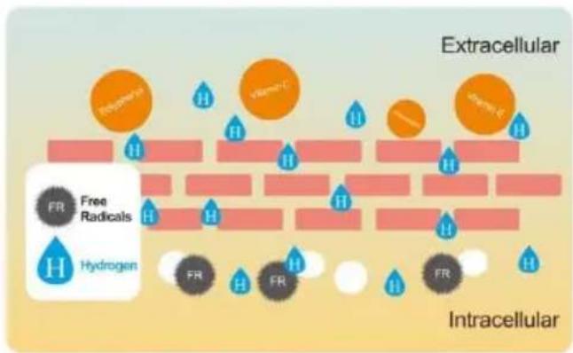 Vevor EHM-939 - The Benefits Of Hydrogen In Alkaline Water - 2
