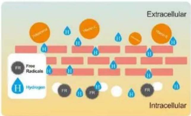 Vevor EHM-939 - The Benefits Of Hydrogen In Alkaline Water - 1