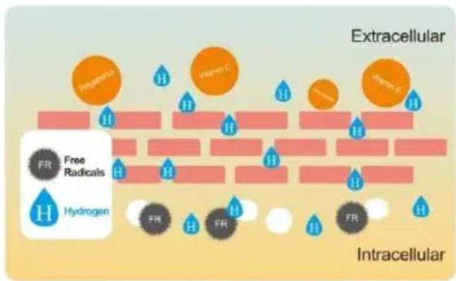 Vevor EHM-939 - The Benefits Of Hydrogen In Alkaline Water - 1