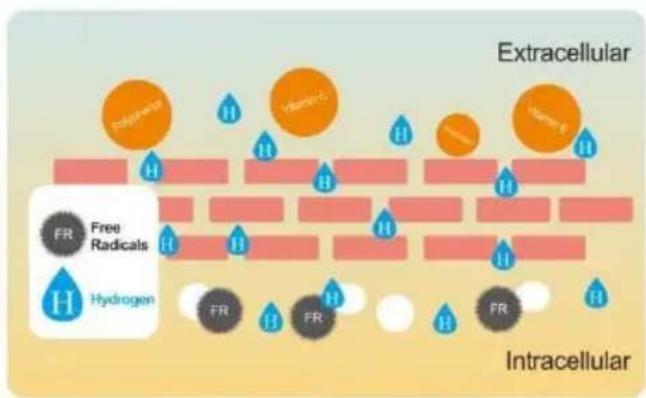 Vevor EHM-939 - The Benefits Of Hydrogen In Alkaline Water - 1