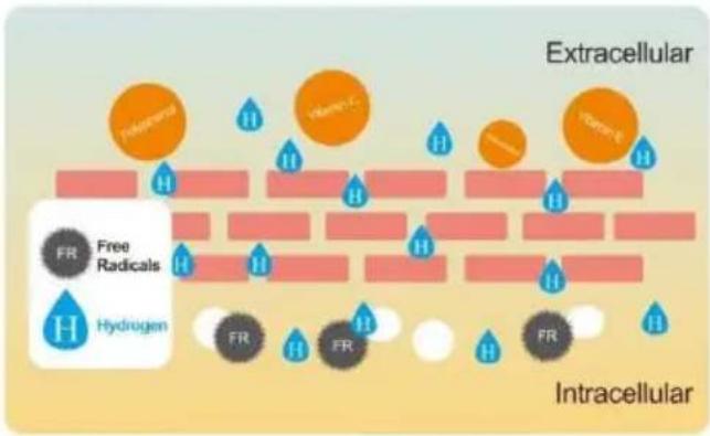 Vevor EHM-939 - The Benefits Of Hydrogen In Alkaline Water - 1