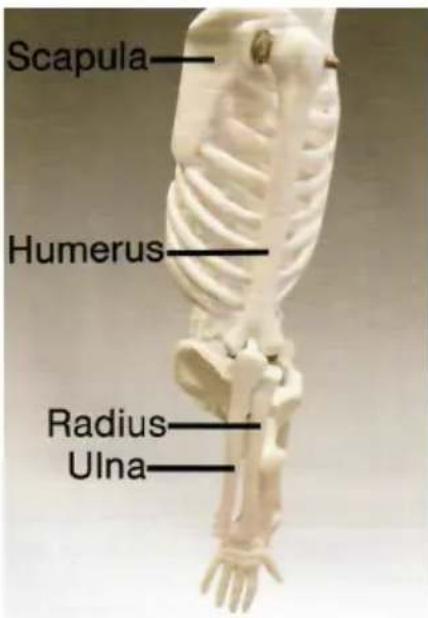Vevor LD-3JT - Skeletal Anatomy - 4