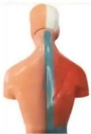 Vevor LD-3JT - Skelettanatomi - 17