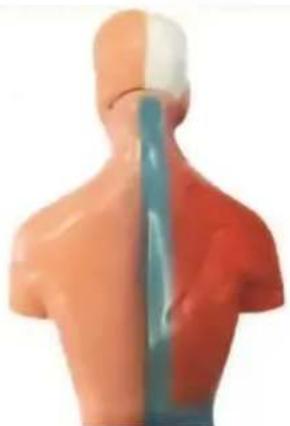 Vevor LD-3JT - Skeletal Anatomy - 28