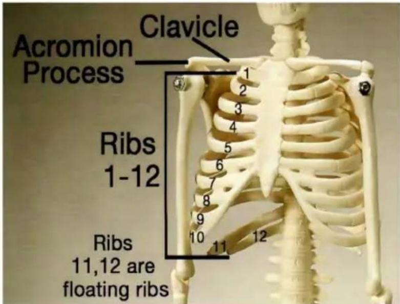 Vevor LD-3JT - Anatomie du - 1