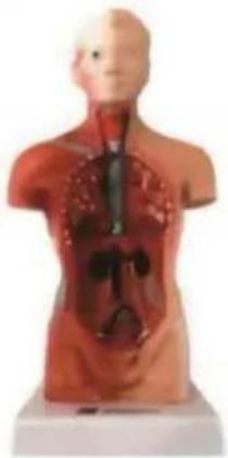 Vevor LD-3JT - Skelettanatomi - 4