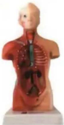 Vevor LD-3JT - Anatomia szkieletu - 3
