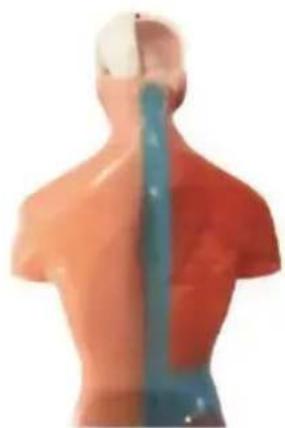 Vevor LD-3JT - Skeletal Anatomy - 26
