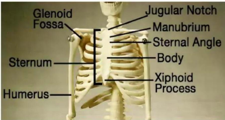 Vevor LD-3JT - Skeletal Anatomy - 3