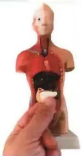 Vevor LD-3JT - Skeletal Anatomy - 22