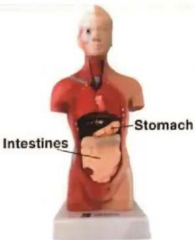 Vevor LD-3JT - Skeletal Anatomy - 24