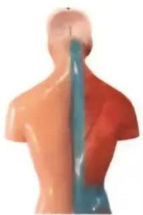 Vevor LD-3JT - Skeletal Anatomy - 25