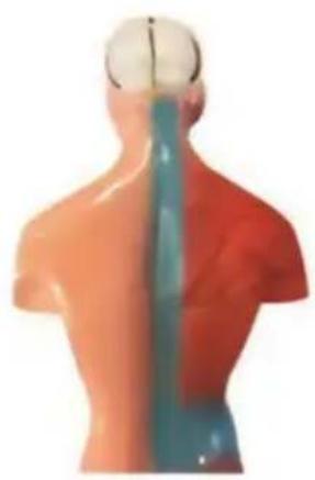 Vevor LD-3JT - Anatomie des Skeletts - 16