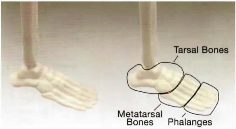 Vevor LD-3JT - Skeletal Anatomy - 11