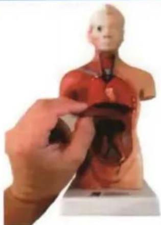 Vevor LD-3JT - Anatomia szkieletu - 9