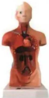 Vevor LD-3JT - Anatomia szkieletu - 7