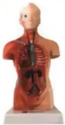 Vevor LD-3JT - Skeletal Anatomy - 16