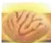 Vevor LD-3JT - Corpus Callosum - 1