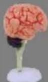 Vevor LD-3JT - Skeletal Anatomy - 30