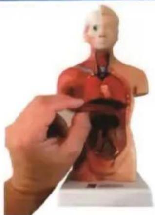 Vevor LD-3JT - Skeletal Anatomy - 18