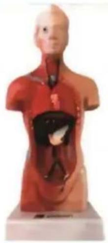 Vevor LD-3JT - Anatomie du - 12