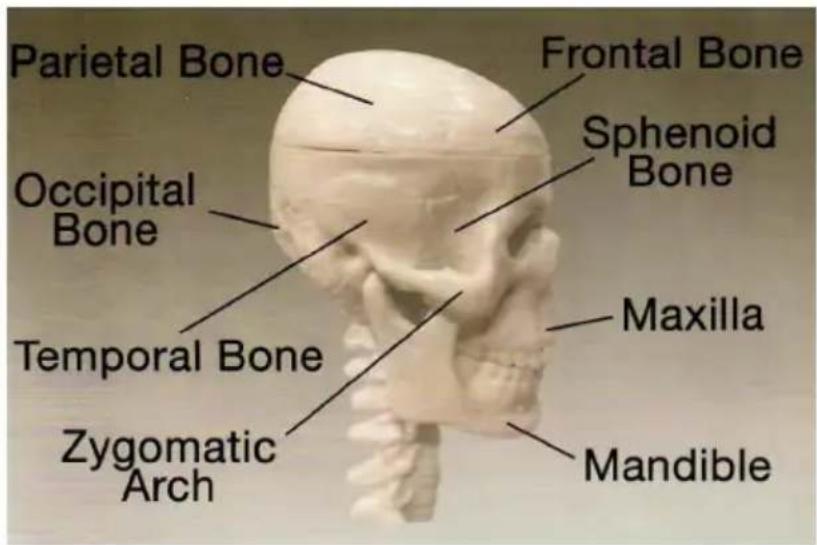 Vevor LD-3JT - Skeletal Anatomy - 6