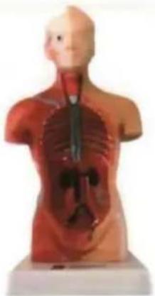 Vevor LD-3JT - Skelettanatomi - 2