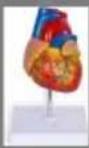 Vevor LD-3JT - Skelettanatomi - 18